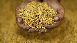 Move to stop rice, wheat sale under open market scheme not taken suddenly, says Centre to Congress' allegation