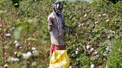 Cotton dropped as the harvest season for the natural fiber progressed
