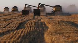 E-auction of wheat for sale in open market begins