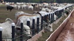 Indonesia's cattle imports drop as Australia hikes prices