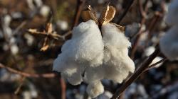 Cotton dropped as ICAC projected global cotton production will likely outpace consumption