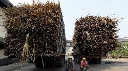 BRIEF-India's Simbhaoli Sugars June-Qtr Loss Narrows