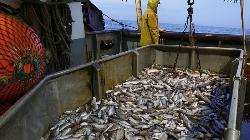 Fish production reaches all-time high, shows data
