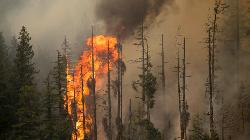 Forest fires destroy 13,000 hectares of land in Chile this yr