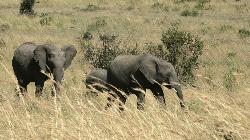 Sri Lanka to conduct elephant census in 2023