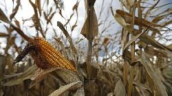 Foreign money futures trading sees significant changes, corn prices decline amid geopolitical volatility