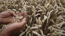 Govt may cut import duty on wheat to curb rising prices