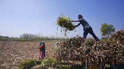 REFILE-India could pay sugarcane growers direct to help mills -sources