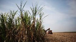 Micro-Cap Sugar Stock Dragged to Bankruptcy; Shares Tank 55% in Under 4 Months