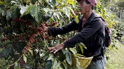 SOFTS-Arabica coffee edges higher, London cocoa eases