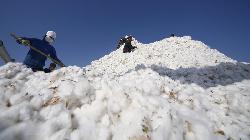 Cotton gains as CAI reduces their cotton output projection for the current season