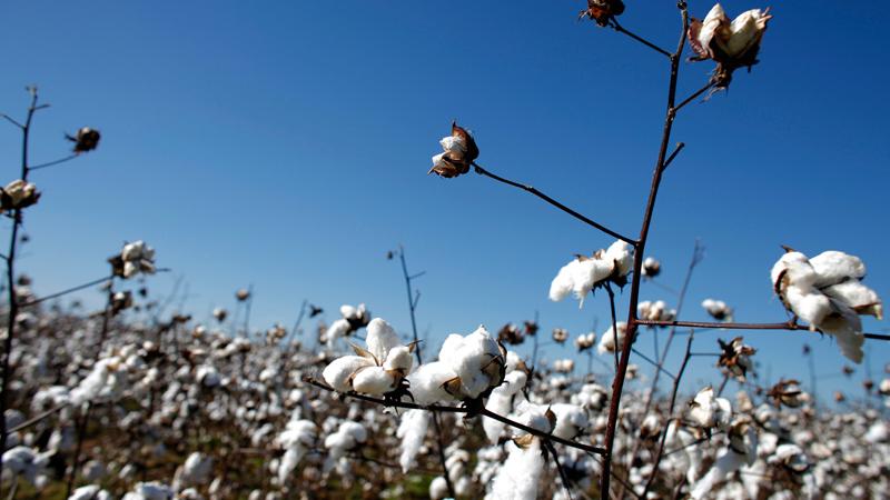cai: CAI estimates cotton production at 360.13 lakh bales for 2021