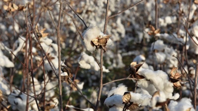 Cotton association lowers India's 2020-21 crop estimate