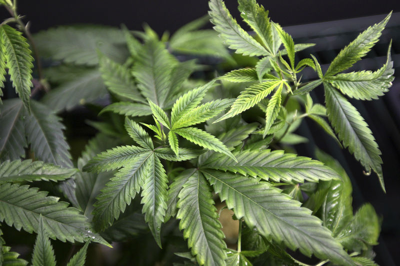 Ações de cannabis em alta com esperança de legalização; recompra de ações impulsiona a Sundial