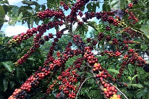 Produção de café da Colômbia pode atingir neste ano menor nível desde 2014