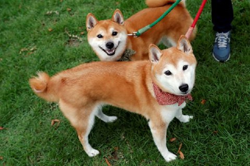 Why Dogecoin Rival Shiba Inu (SHIB) Gained Today