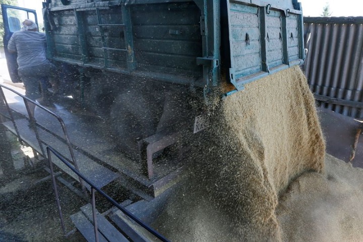 Wheat falls to 10-week low as Ukraine grain deal is extended