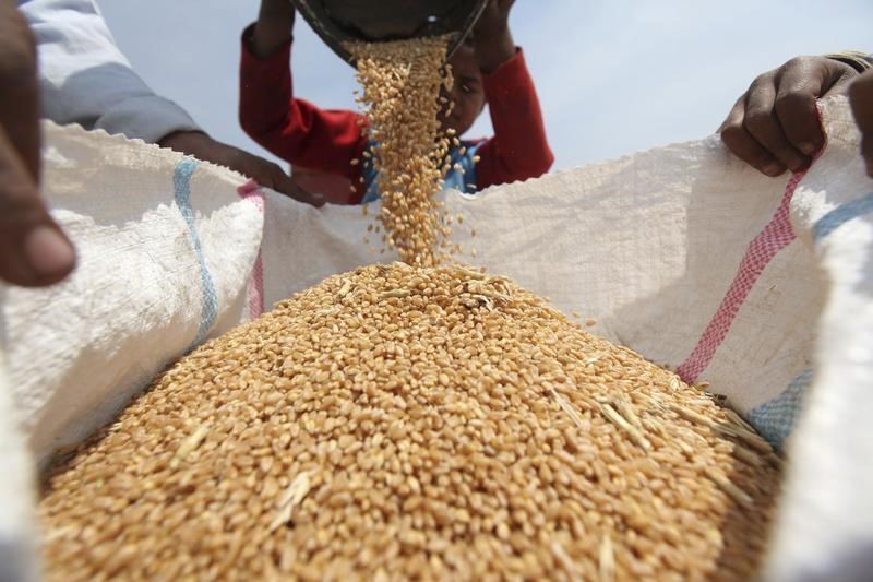 Цены на российскую пшеницу поднялись до 5-месячного максимума