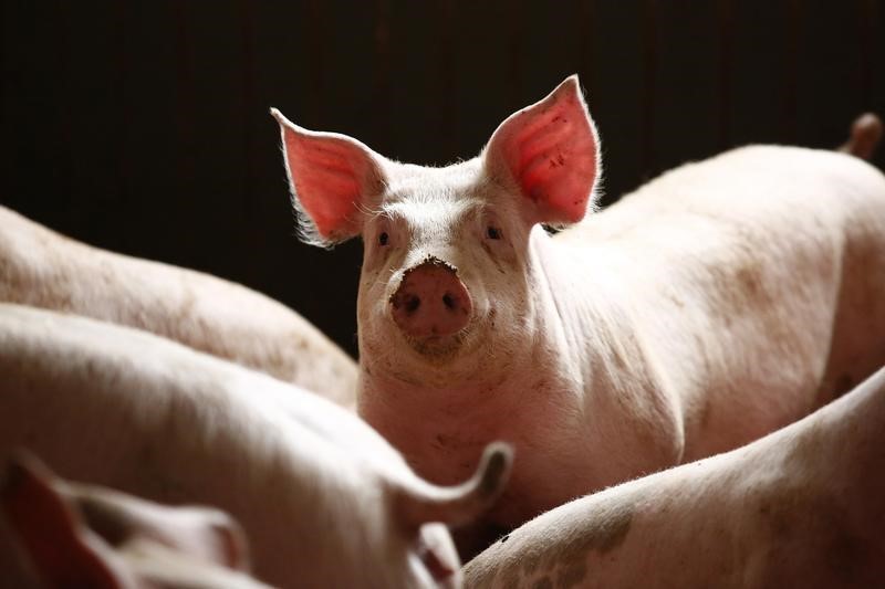 &copy; Reuters. Canada pork producer duBreton to boost output of crate-free pigs 