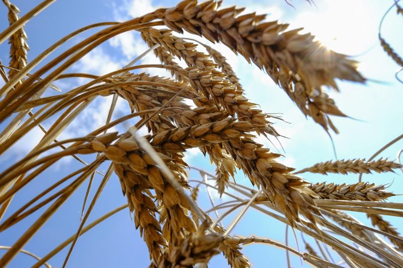 Wheat Prices Fall as Russia Rejoins Black Sea Deal on Safe Passage