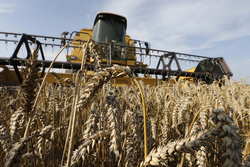 Минсельхоз США повысил прогноз сбора пшеницы в России в этом году на 0,5 млн тонн