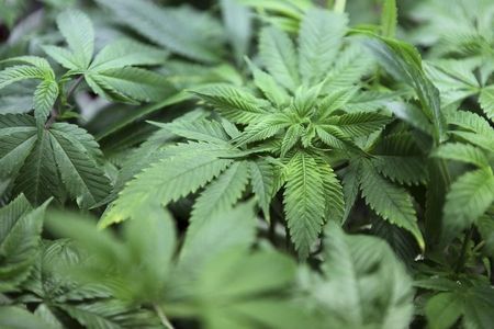 Suchtbericht: Problematischer Cannabis-Konsum hat zugenommen