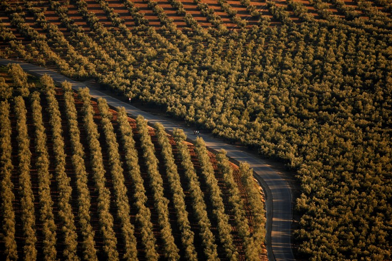 &copy; Reuters.  España, cuarto país de la UE que más contribuyó a producción agrícola en 2014