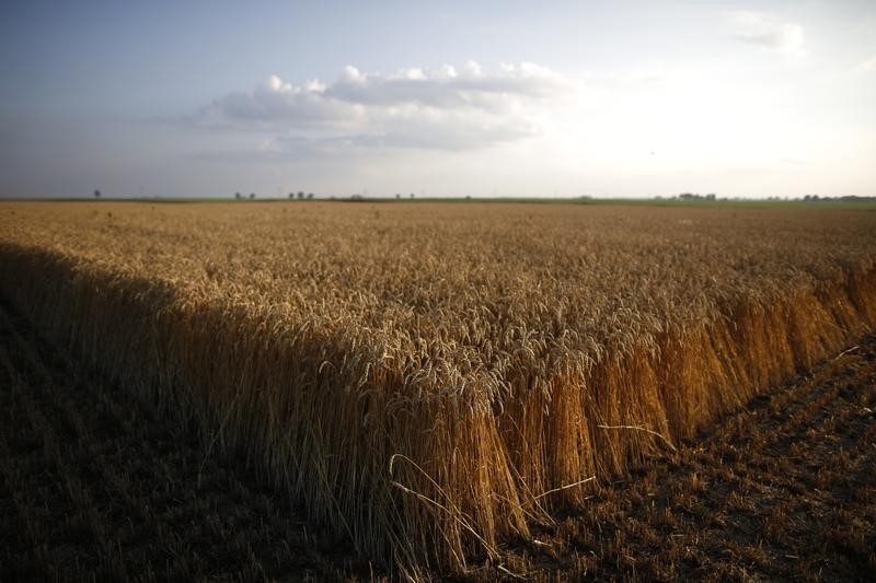 Пшеница США торгуется у 4-месячного минимума на повышенных запасах