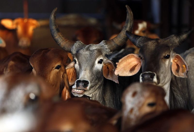 &copy; Reuters.  Governo da Índia planeja ofensiva contra abate de vacas