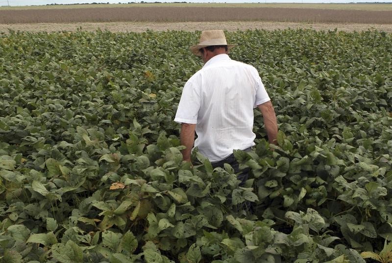 &copy; Reuters.  ﻿U.S. soybeans slump to 5-week low 