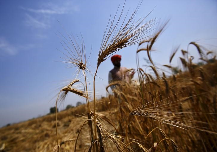 عاجل: أسعار القمح تشتعل بعد صدمة الهند