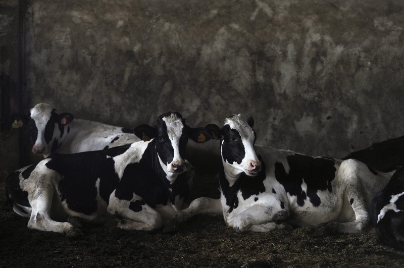 &copy; Reuters.  BRIEF-Australian Dairy Farms says FY net loss attributable $2.2 mln