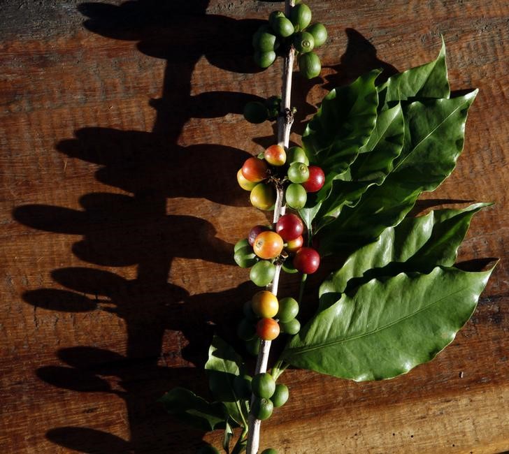 &copy; Reuters.  Colombia acuerda terna para elegir gerente de gremio de cultivadores de café