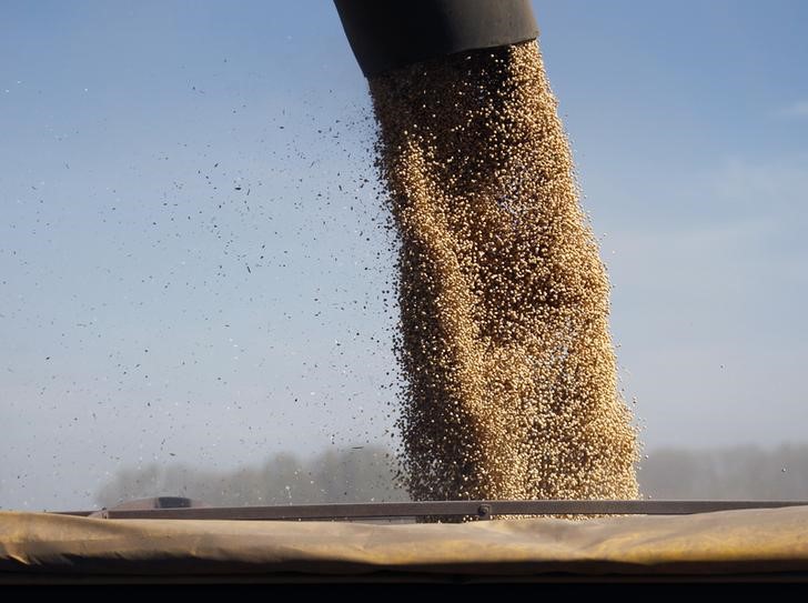 Colheita de soja alcança 11,3% das áreas no Brasil, diz Safras & Mercado