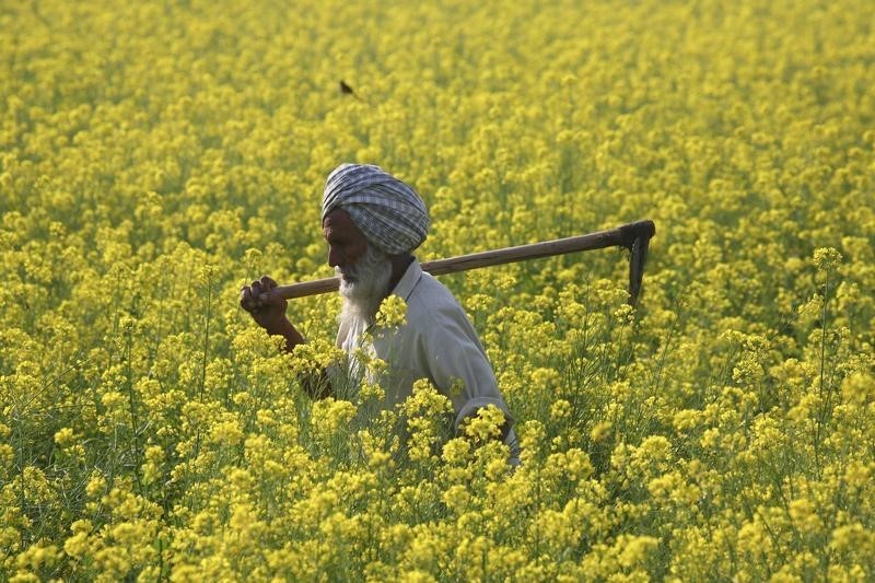 &copy; Reuters.  India govt starts debate on GM mustard launch despite opposition