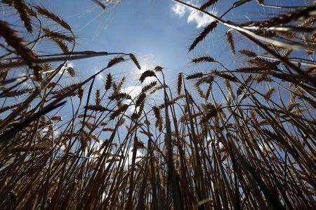 Цены на российскую пшеницу превысили $300 за тонну 