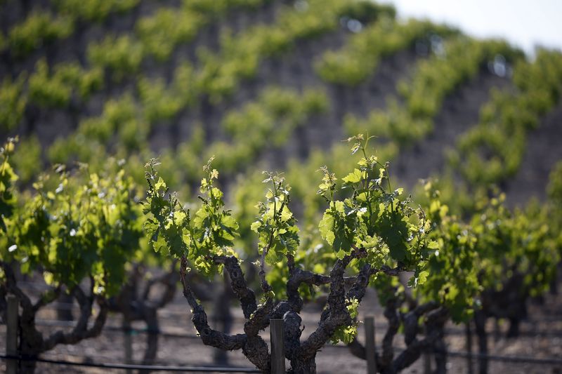 &copy; Reuters.  Australia's Treasury Wine swings to profit in FY15 