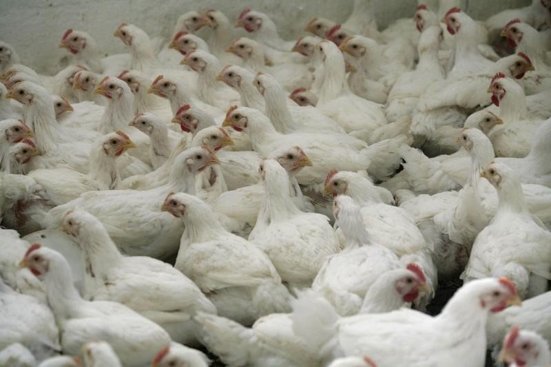 &copy; Reuters.  U.S. launches second WTO complaint in China chicken trade dispute