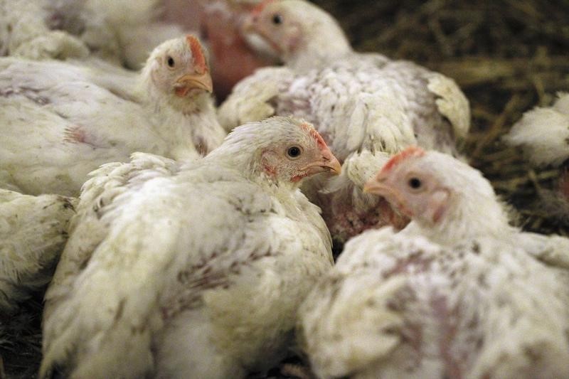 &copy; Reuters.  Lesoto abre mercado para carne de aves do Brasil