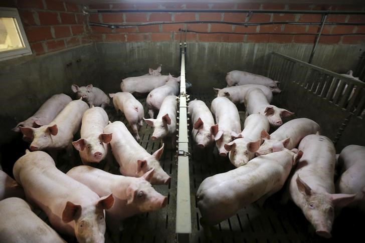 US Supreme Court wrestles with pork industry’s challenge to California law