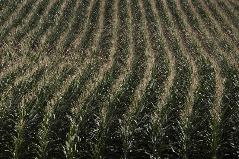 &copy; Reuters.  USDA 美 옥수수 수확 전망 상향…밀 경작지, 예상상회