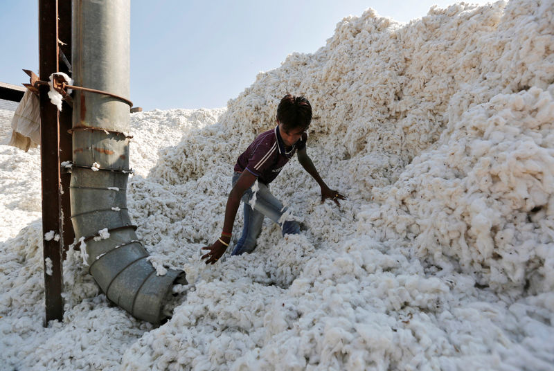 &copy; Reuters.  Brasil torna-se maior exportador mundial de algodão na safra 2023/24