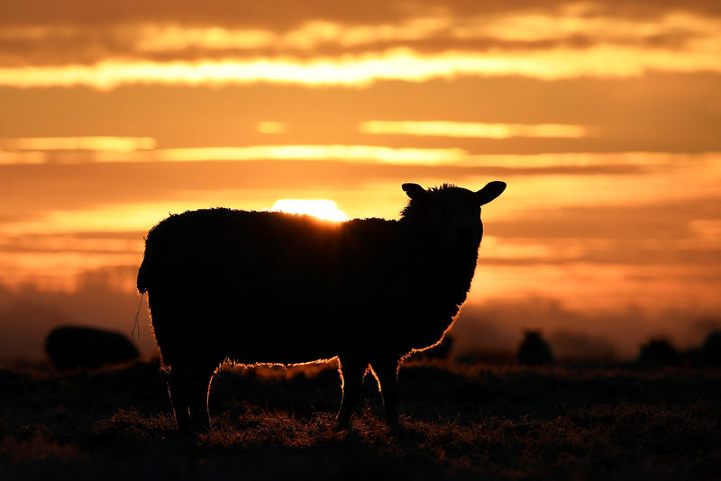 &copy; Reuters.  RPT-Drought to trim Australia's golden fleece