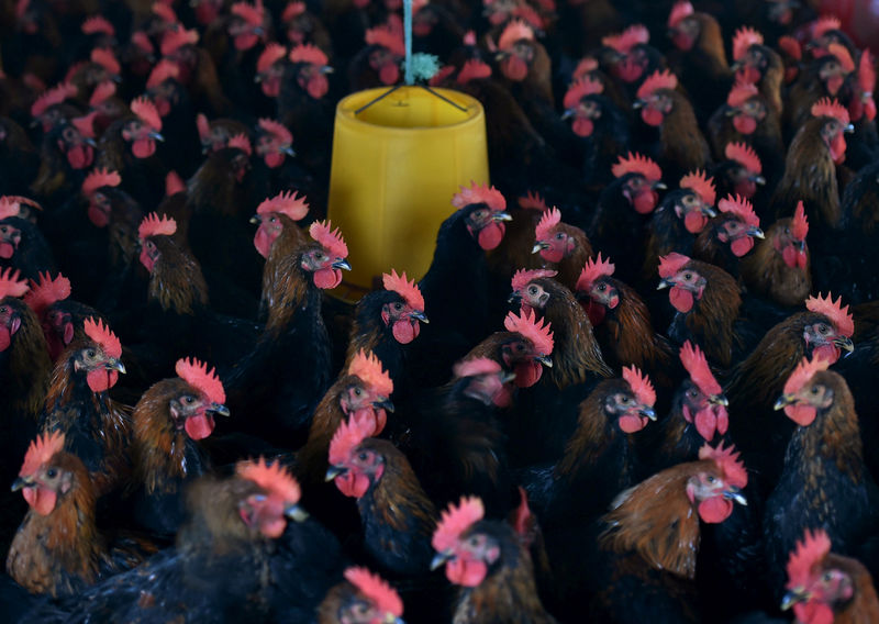 Turkey never costs Thanksgiving like bird flu ravages American flocks