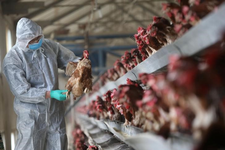&copy; Reuters.  China lança investigação antidumping contra importação de frango brasileiro