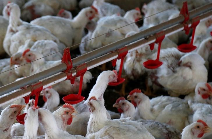 Factbox-Bird flu spreads on U.S. poultry farms