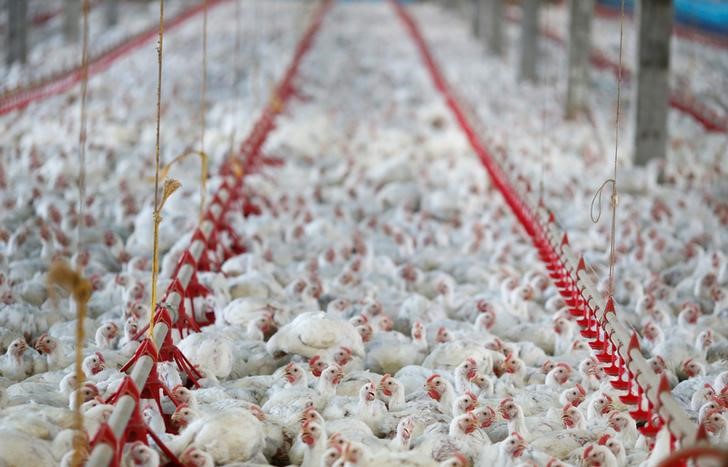 Avian flu outbreak wipes out 50.54 million U.S. birds, a record