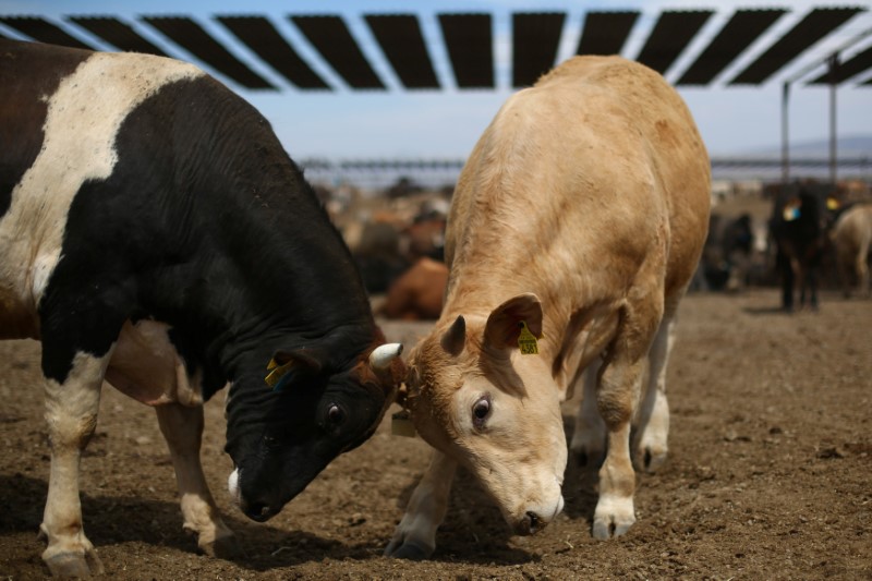 &copy; Reuters.  U.S. Cold Blast Menaces Winter Wheat, Cattle as Prices Climb