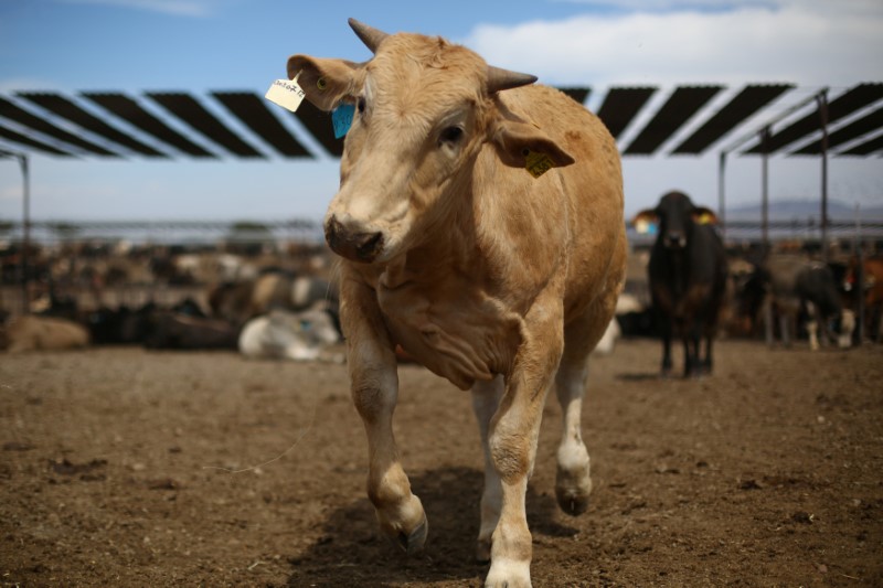 &copy; Reuters.  EU Commission proposes settling beef dispute with United States