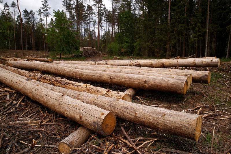 &copy; Reuters.  木材价格较5月峰值跌去近70% 经济学家：仍有三大因素支撑